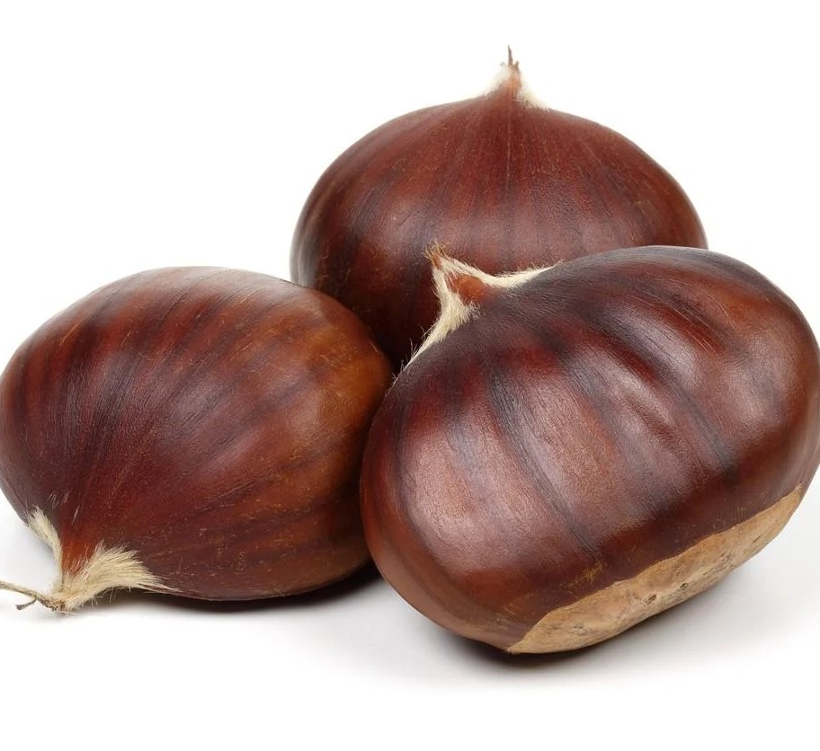 Kestane